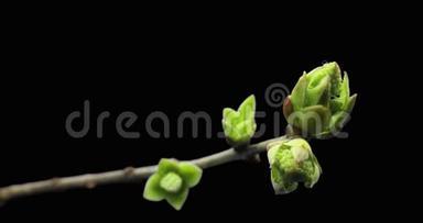 树枝上长出的小芽、发芽过程、进化过程、春天的流逝、杵、雌花